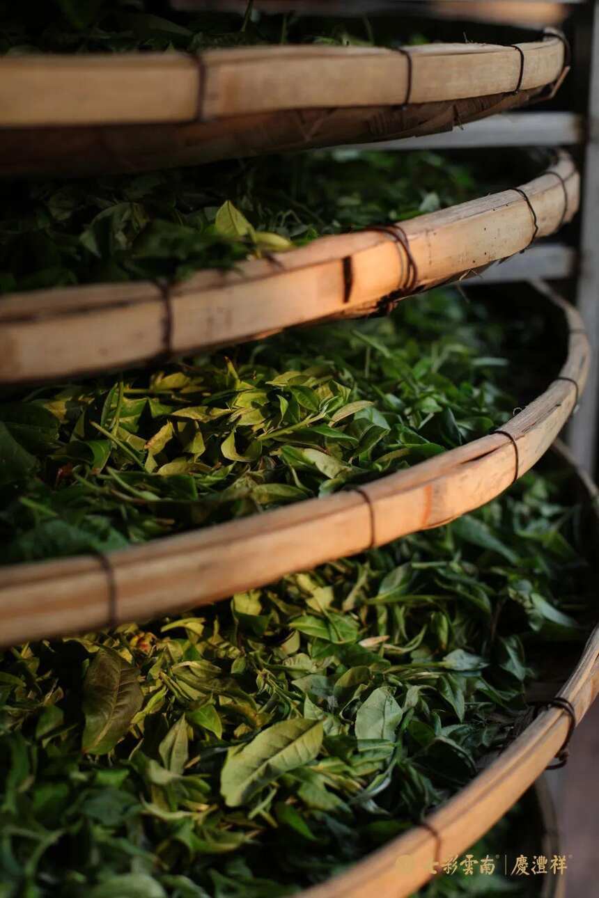 普洱茶晒青毛茶的制作工艺，你知道吗？