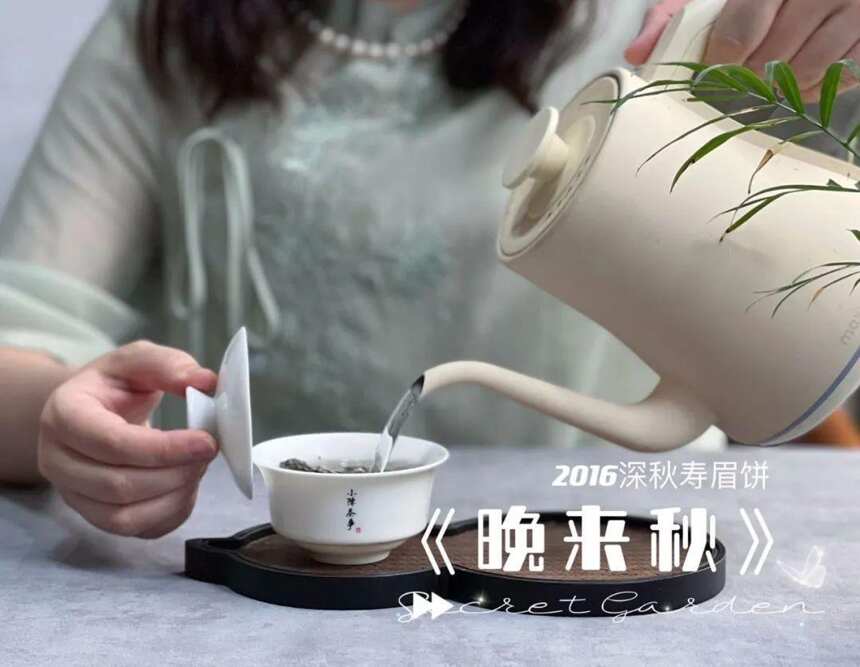泡茶之前，有必要洗茶吗？绿茶、白茶、红茶、普洱，哪些需要洗？
