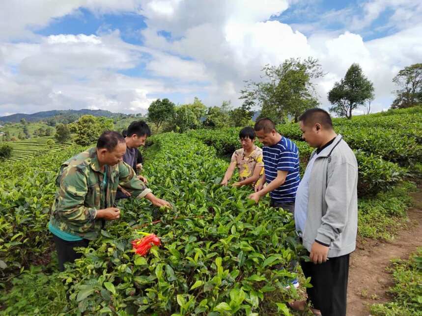 倚象镇开展有机茶产业发展技术培训