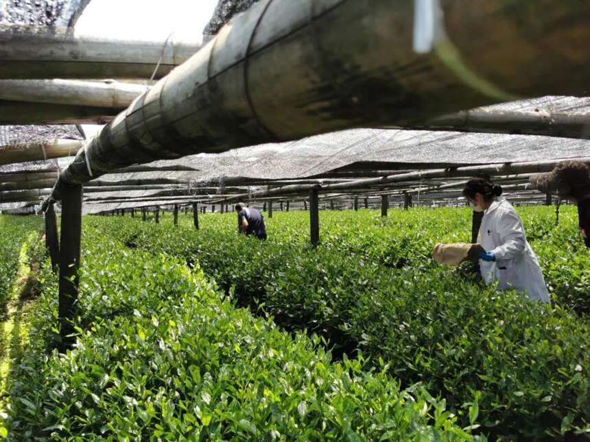 “茶道级”抹茶究竟有多难？从抹茶透视茶业市场趋势走向