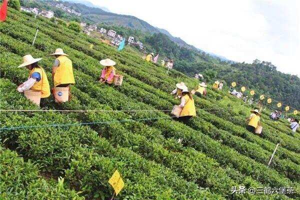 六堡茶产业呈现了量价齐飞、产销两旺高速发展势头