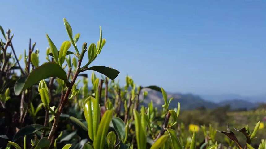 茶商盛会即将开启！中国白茶发源地藏着哪些产业密码？
