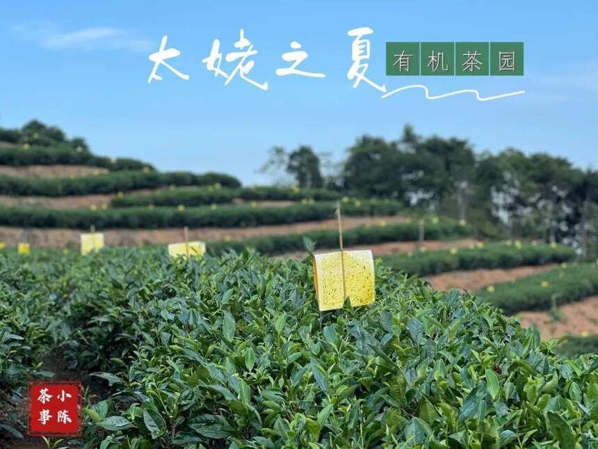 仲夏时节，太姥山有机白茶园的关键词是：粘蝇板，
