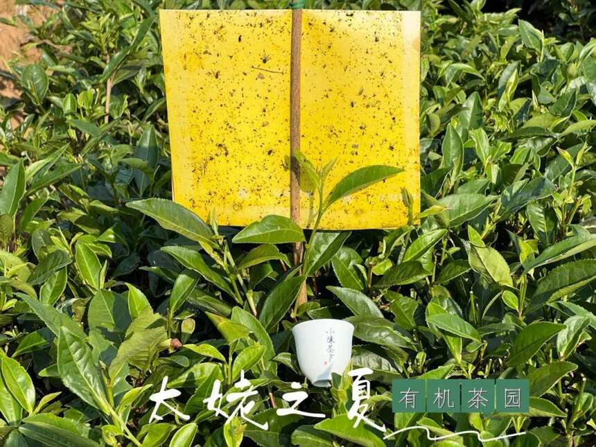 仲夏时节，太姥山有机白茶园的关键词是：粘蝇板，