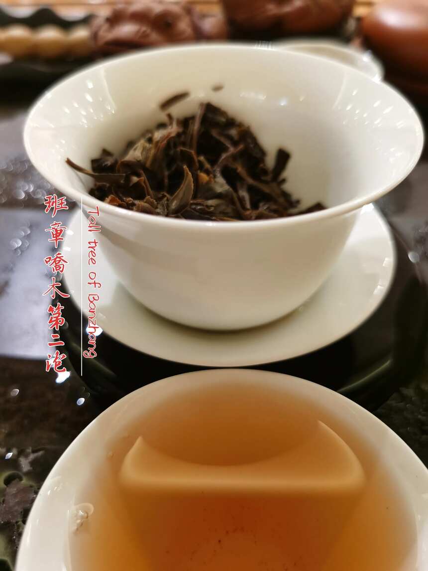 茶品鉴：2012班章乔木
