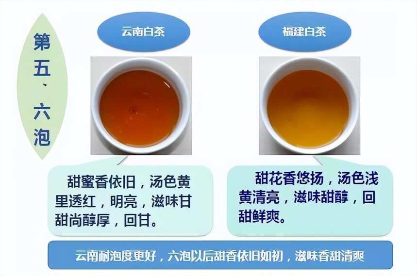 “云南白茶”和“福建白茶”到底有什么区别？