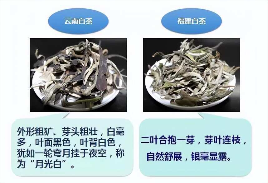 “云南白茶”和“福建白茶”到底有什么区别？