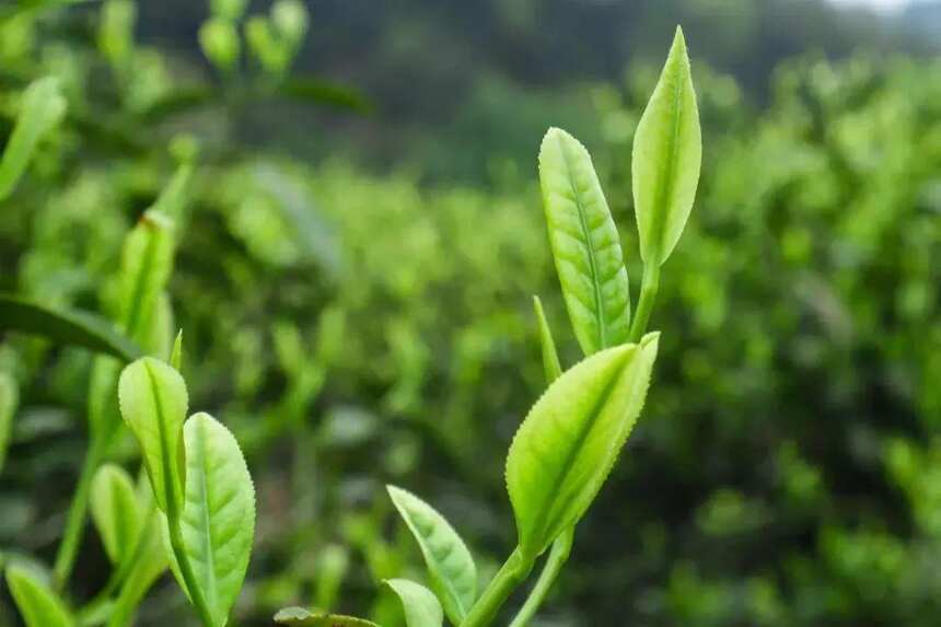绿茶的“​蒸炒烘晒”味道各有不同，你喜欢哪一种？