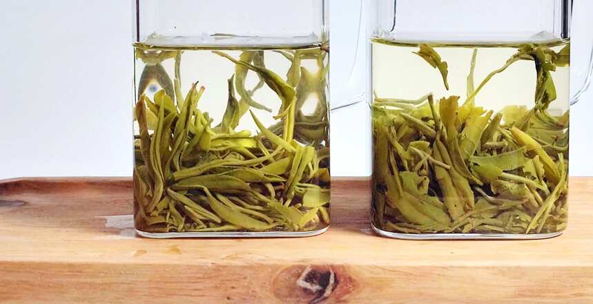 绿茶联赛 ▏毛尖谁最尖？湖南保靖黄金茶与贵州都匀毛尖对冲评测