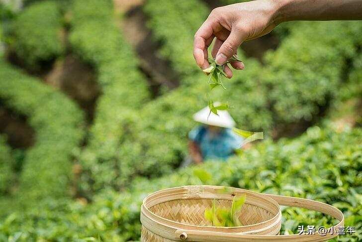 千里江山茶叶图，品茶选对山头很重要