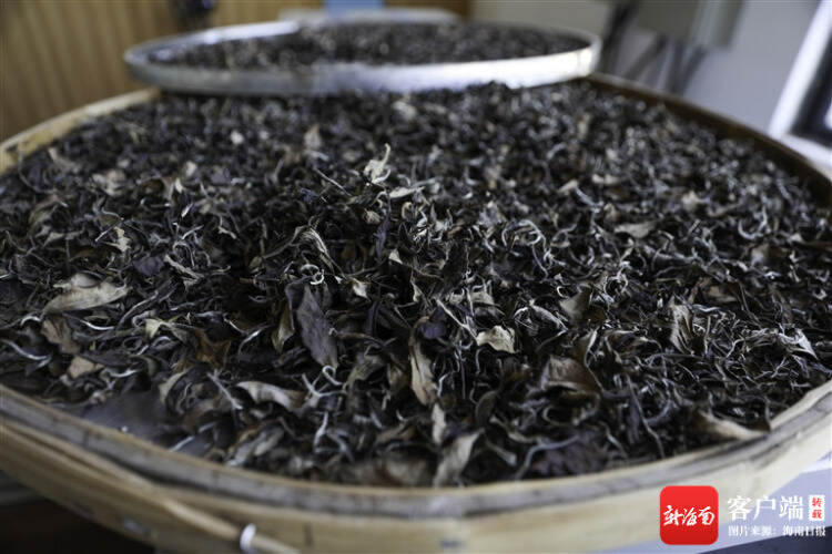 解密海南大叶种茶“基因”