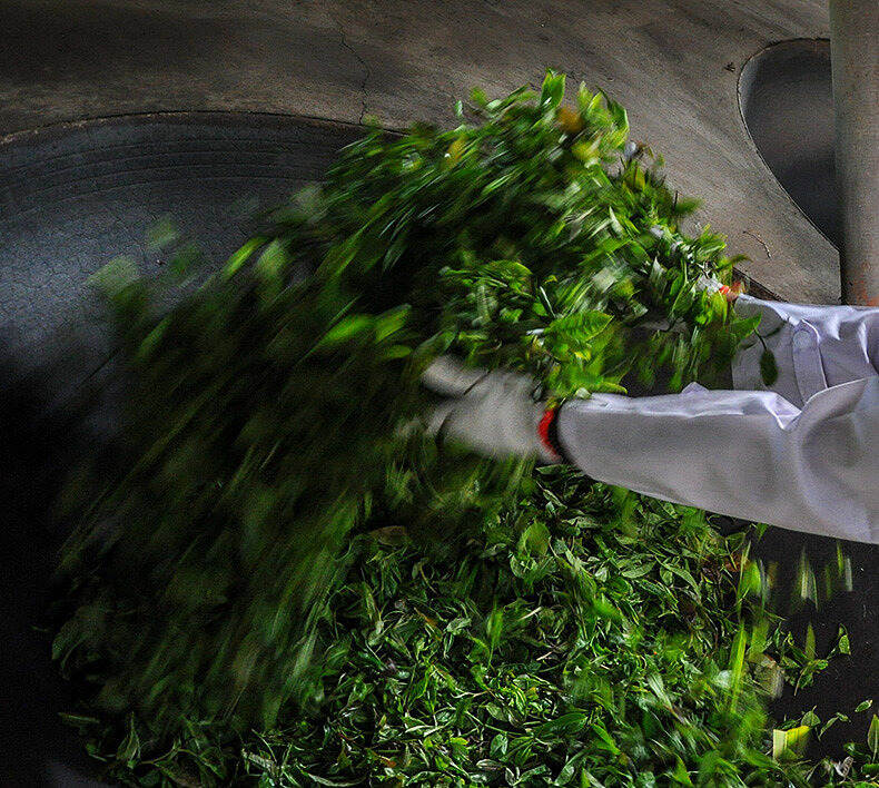 茶知识｜普洱茶是什么茶？云南都是大叶种茶树吗？