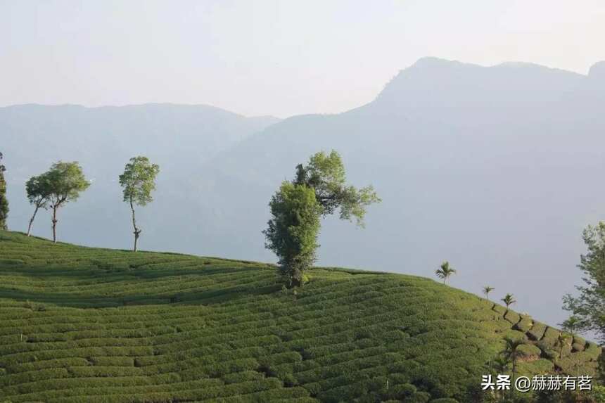 中国有种名茶叫台湾茶，2023一定坐高铁去喝
