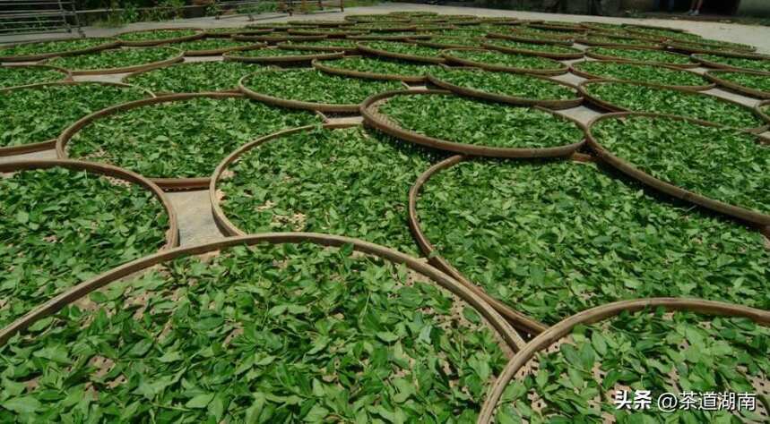 湖南紫鹊界有机茶业产业技术创新必须实现“三大转型”