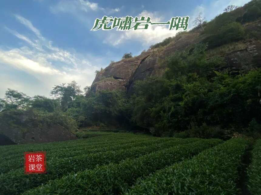 岩茶山场揭秘，九龙窠“好汉坡”与虎啸岩“好汉坡”，有何不同？