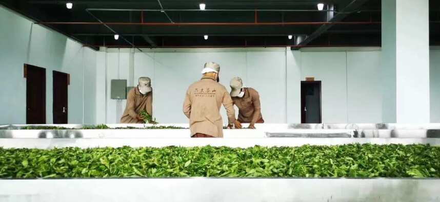 点赞！六大茶山上榜2022年云南“绿色云品”品牌名录