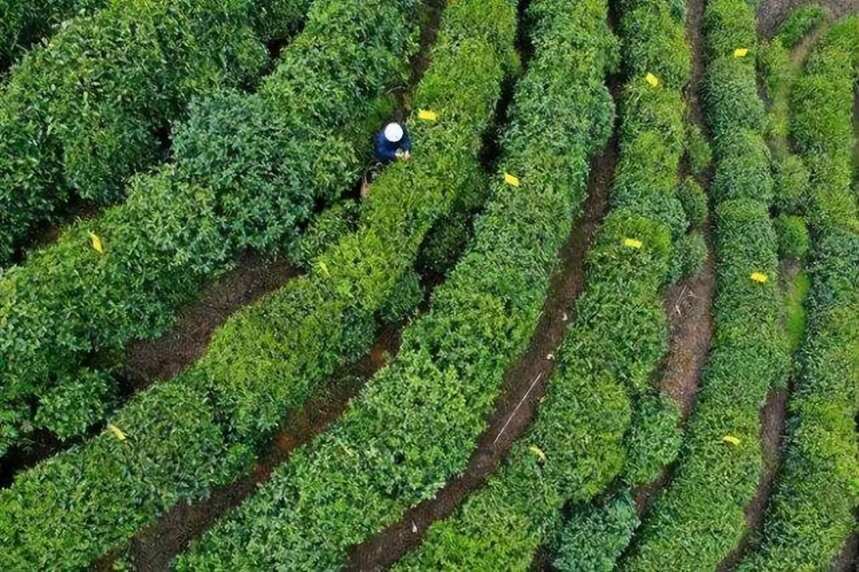安徽茶博会今日开幕丨全省茶叶出口量达6.78万吨，跃居全国第二