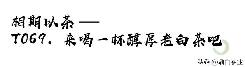 第六届沈阳茶博会今日开幕 | 鼎白以茶之名，光耀盛京