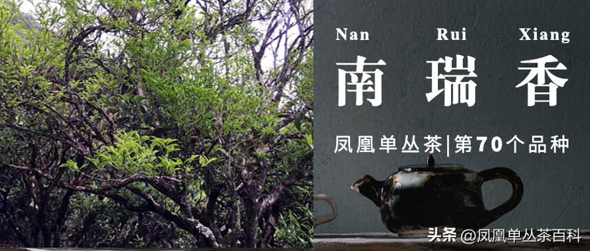 凤凰单丛茶-400多年古树，南瑞香单丛
