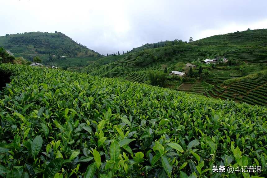 从普洱茶原材到技术解析，深入普洱茶的世界