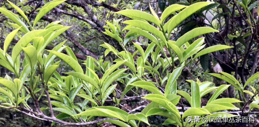 凤凰单丛茶-400多年古树，南瑞香单丛