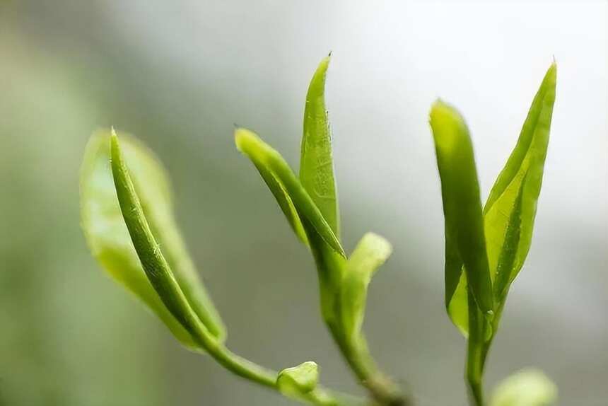 茶科普：梳理中国茶树品种及特点