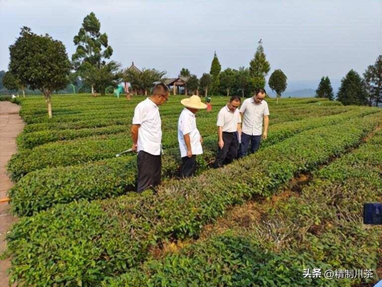 洪雅茶叶中心加强茶园抗旱技术指导