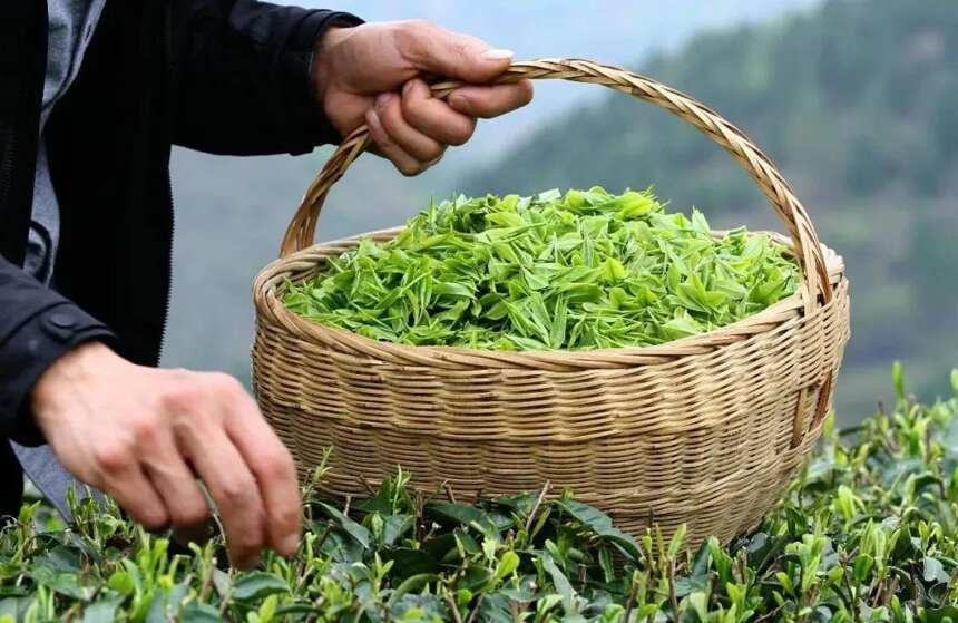 「重大突破」英山红茶出口俄罗斯，向百亿茶产业强县再近一步