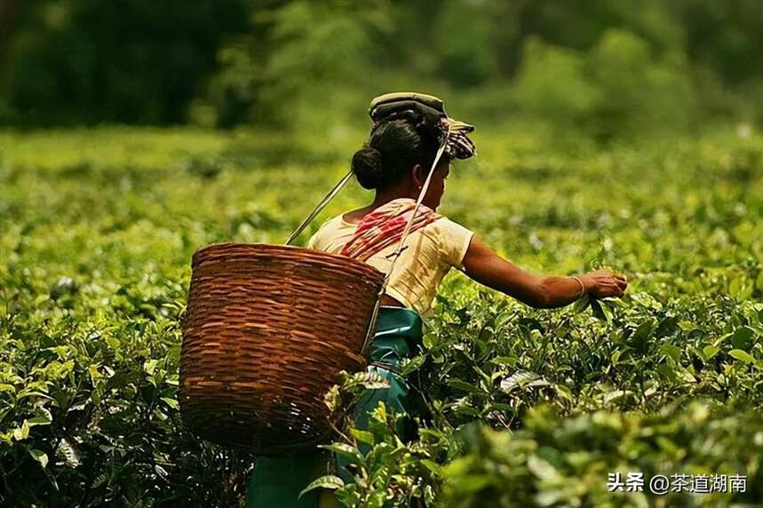 茶香列国 | 印度成为世界茶叶大国到底凭什么