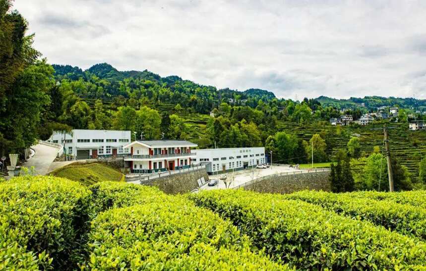 汉口茶厂上榜，“湖北老字号”茶再添新成员，总数增至22家