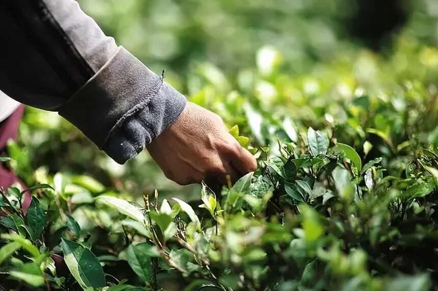 国际茶日 ▏世界各地不同的饮茶文化，你了解几个？