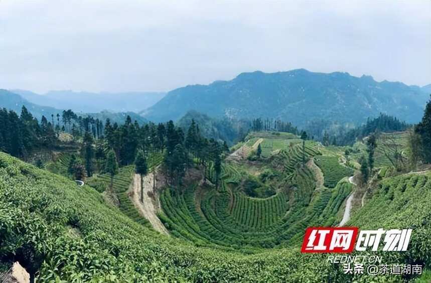 湘西州黄金茶红茶在全国红茶斗茶赛上获特别金奖