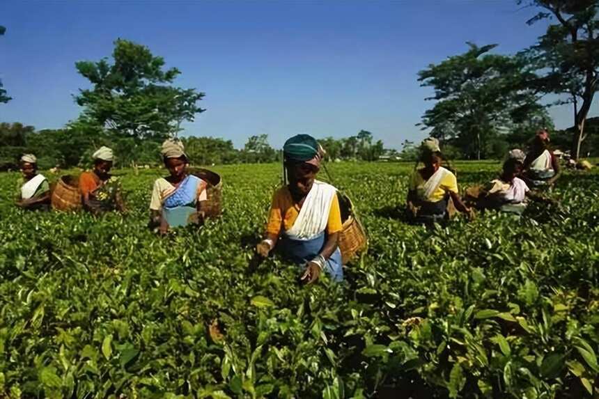 印度成为世界茶叶大国到底凭什么