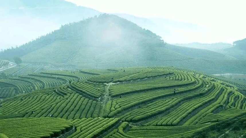 茶科普 | 中国茶叶生产布局是如何变迁的？