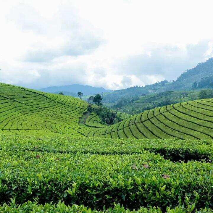 茶科普 | 中国茶叶生产布局是如何变迁的？