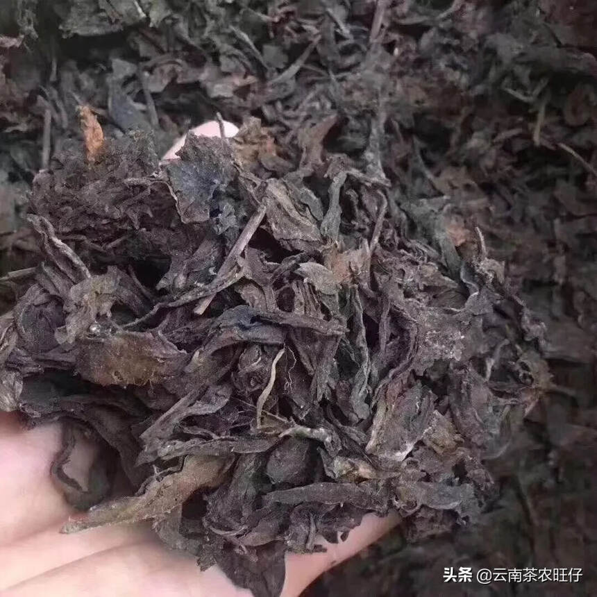 96年省公司外销老散茶，易武大树黄片生茶