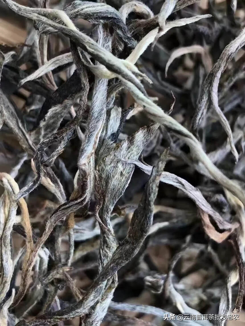 2021年班章茶茶品条索粗壮，芽头肥厚且多绒毛，有强
