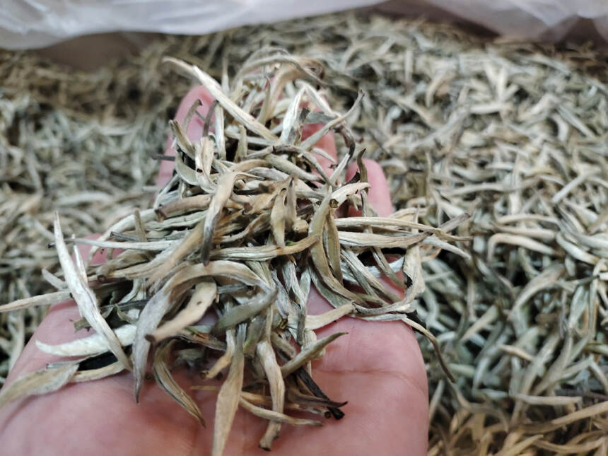 普洱白茶中品质最好的白茶景谷秧塔大白茶，精挑细选制作