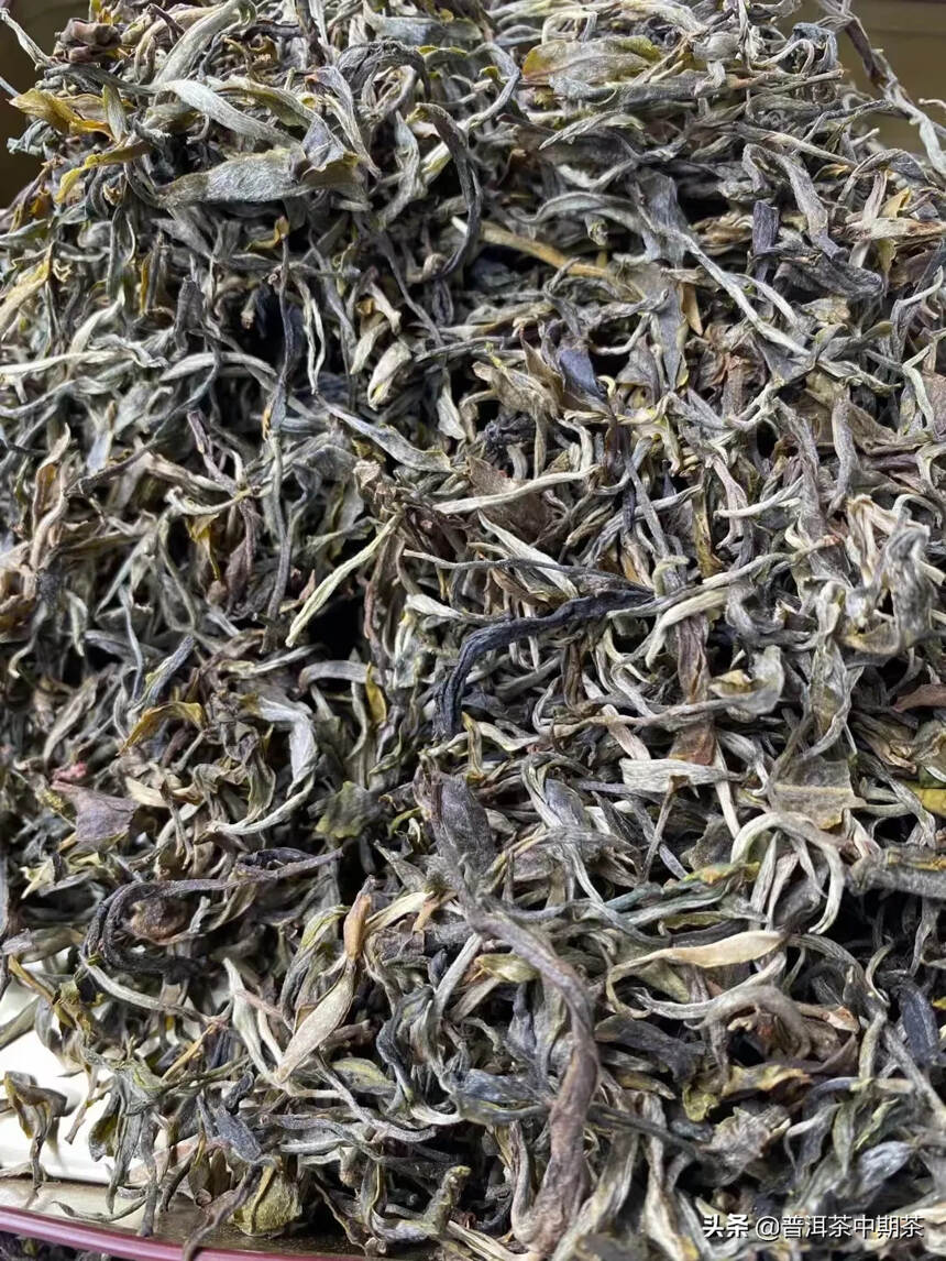 2022年的头春皇家贡茶-困鹿山生茶，香气清香淡雅，