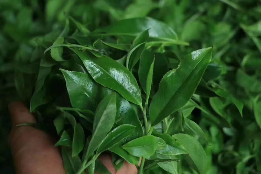 普洱茶的优越之处，云南的绿色生态。#普洱茶# #茶生