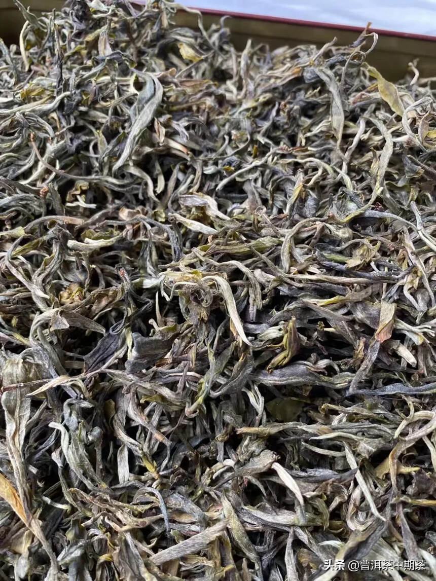 2022年的头春皇家贡茶-困鹿山生茶，香气清香淡雅，