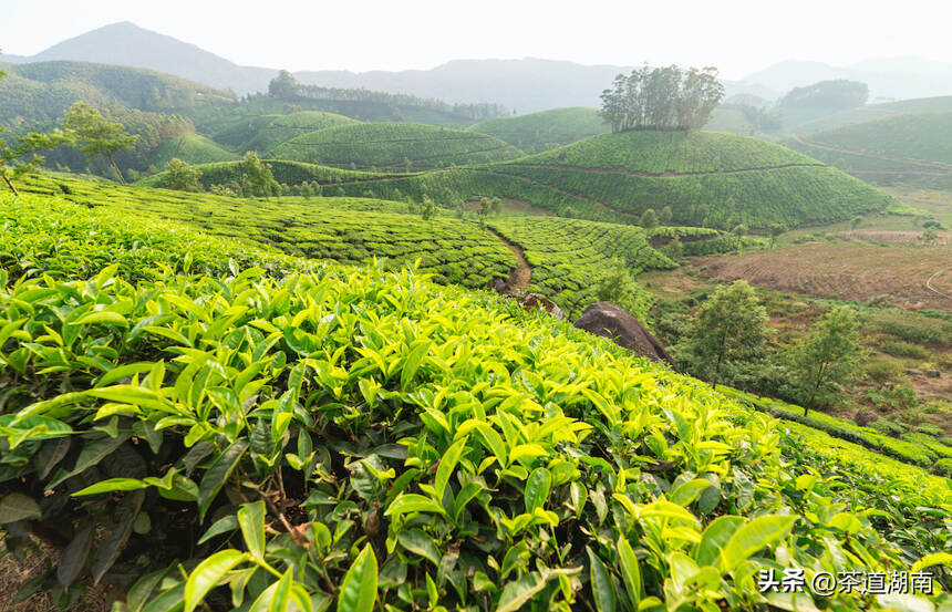 茶香列国 | 孟加拉国：独创“七层茶”的红茶国度