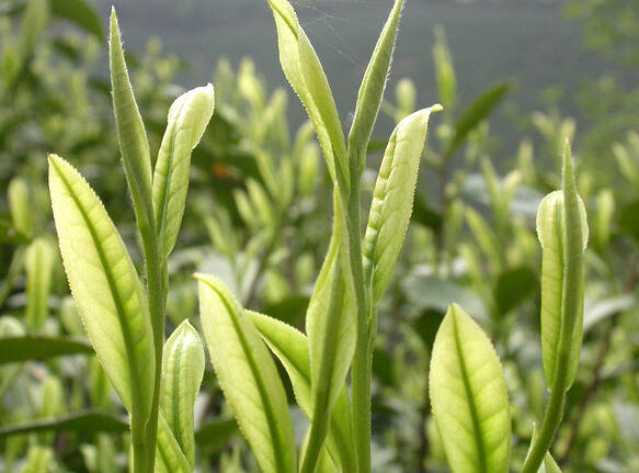 安吉白茶怎么是绿茶，不会是搞错了吧？