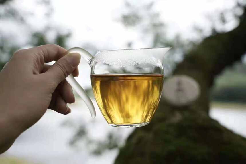 普洱茶传奇代表，皇家御用贡茶｜曼松