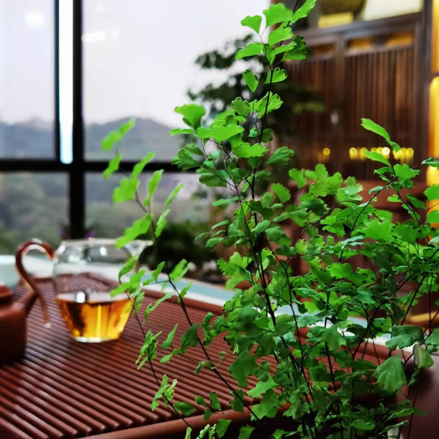 一抹绿的下午茶
#茶生活#
