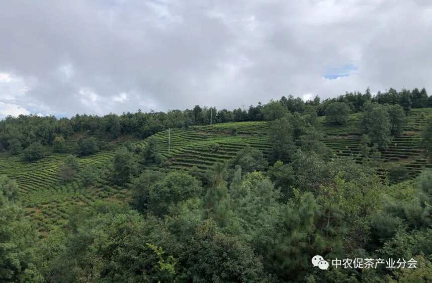 中国农业国际合作促进会茶产业分会一行赴云南省南涧县调研