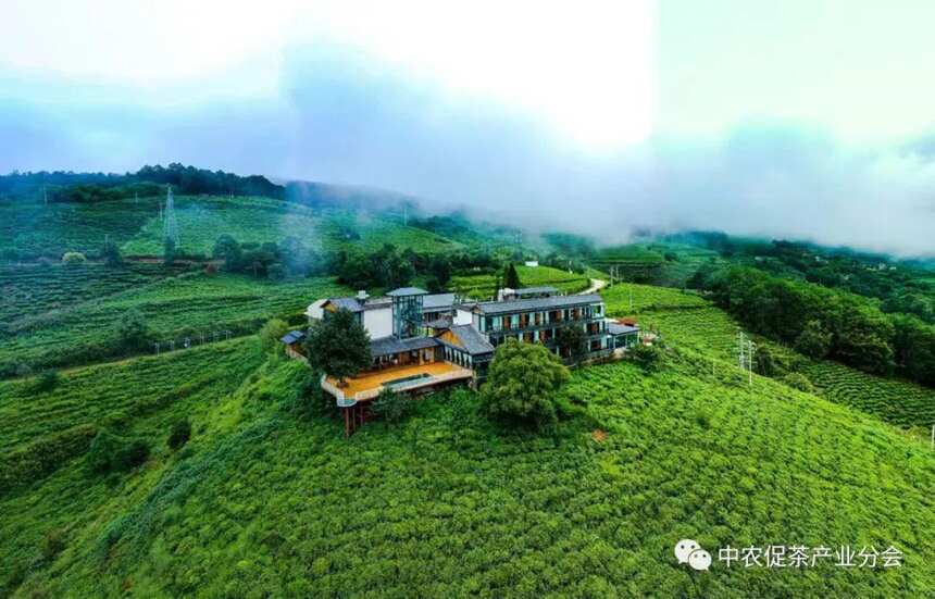 中国农业国际合作促进会茶产业分会一行赴云南省南涧县调研