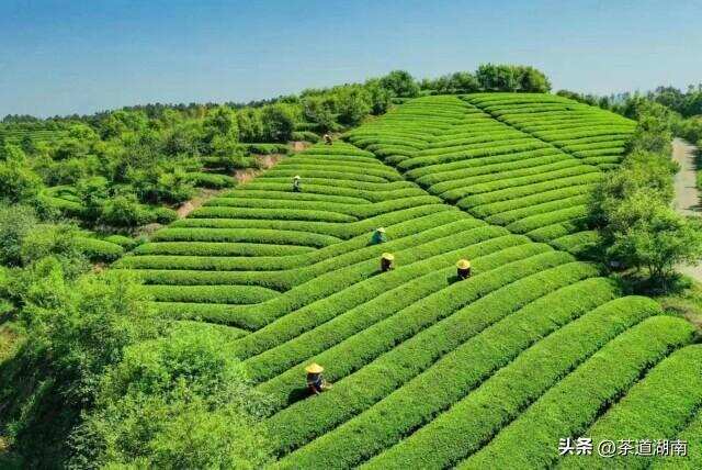 省茶业集团：“三茶”融合绘新景