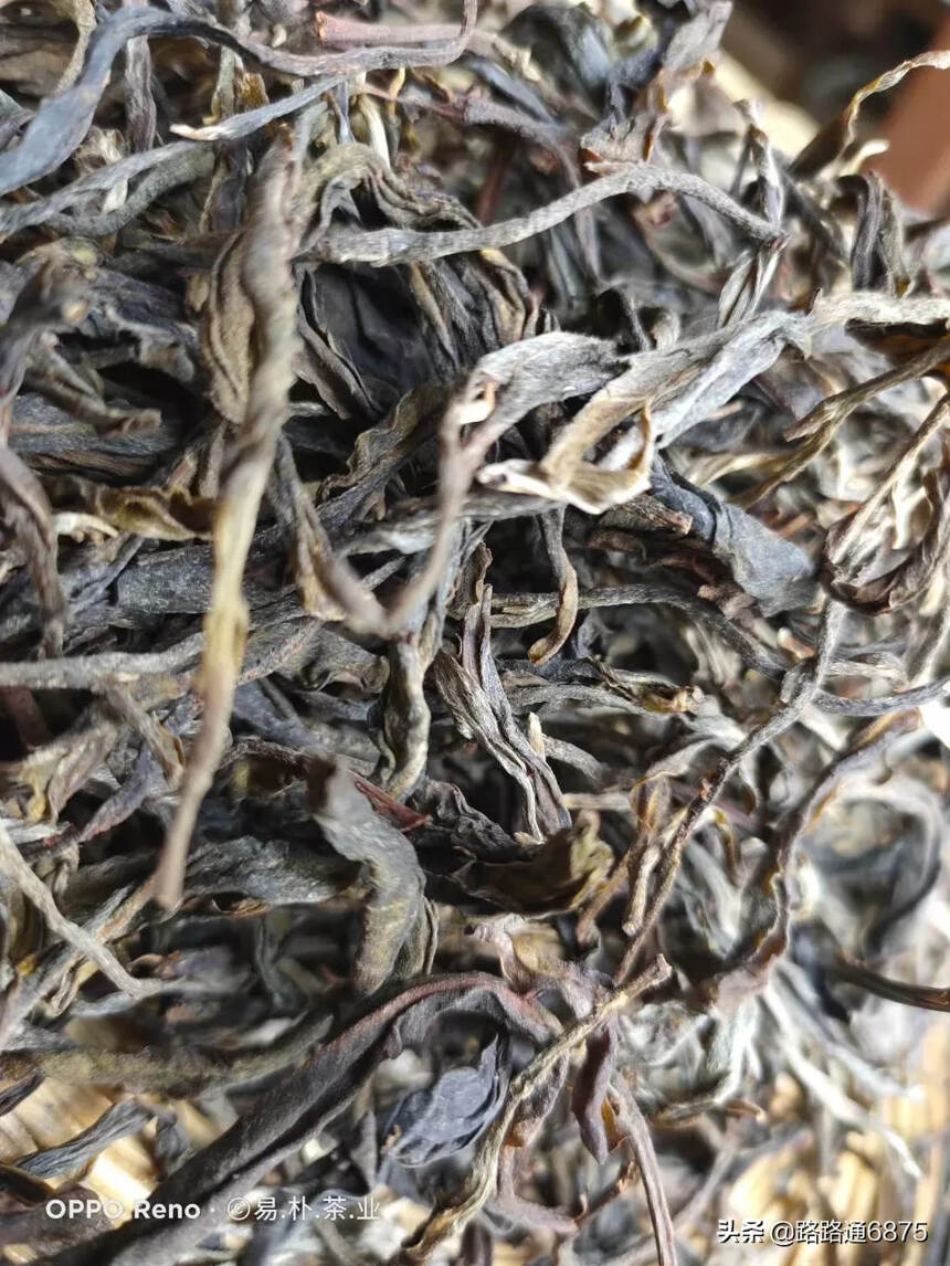 坝糯藤条古树茶，形表独特，新鲜时芽头滚圆肥壮，绒毛浅