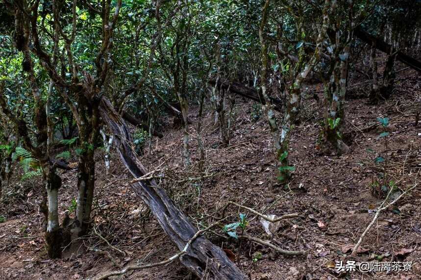 名山古树贵在生态，为何茶农毁林种茶还是屡禁不止？